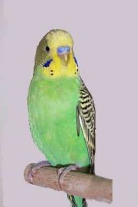 pappagallini
