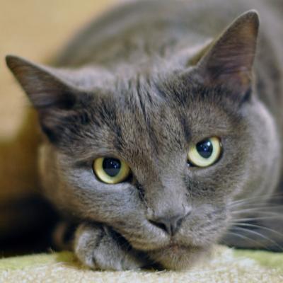 Il Gatto Certosino